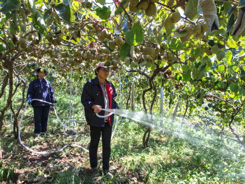 盛果期的果园， 大水浇起来
