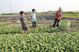 北方畜牧业发达，选择耐旱品种是关键