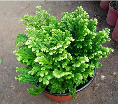 种植技巧：土改良、花期刺激、冬季保温