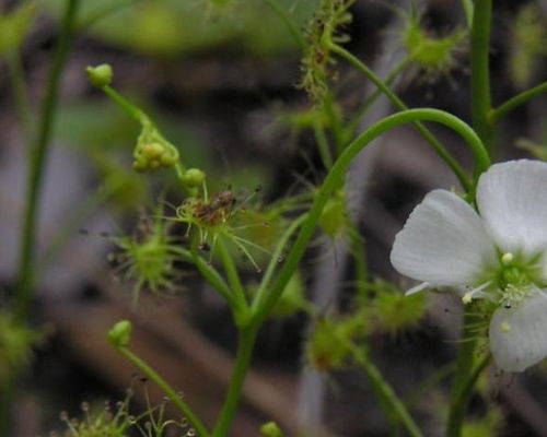 三、 林黛玉与绛珠仙草的关系