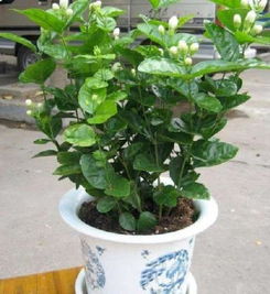 2. 音位时间推移， 白玫瑰花逐渐进入盛放期