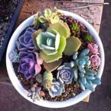 网购花种，老花农支招：如何选靠谱发货地？三招教你闭眼入真货！