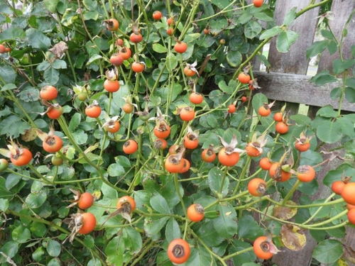 三、果实品质，从细节入手