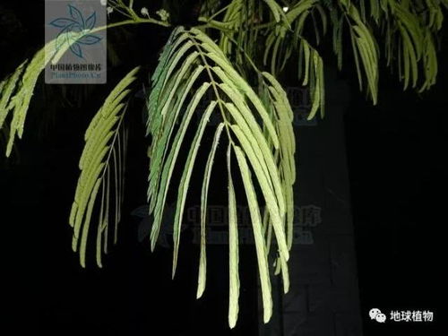 一、茎干的区别，你懂吗？