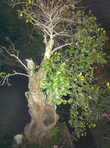 嫁接成盆景的步骤