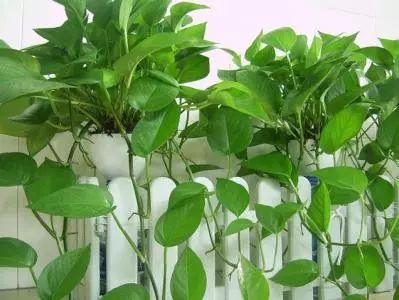 绿萝养护小贴士，叶子发黄怎么办？