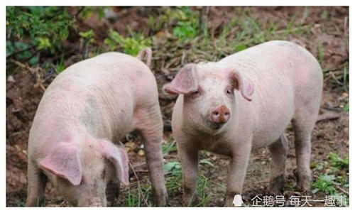 冬季养猪，八防保平安