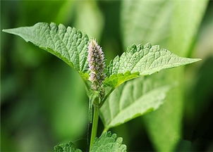 藿香苗成长记：如何栽培让小苗茁壮成长？