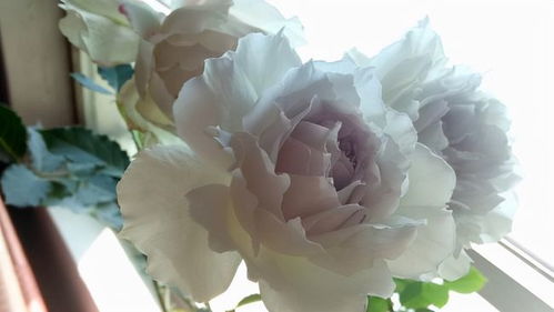 加百列大天使月季的生长那些事儿