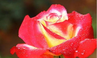 花朵大， 颜色美，暮光之城月季的魅力