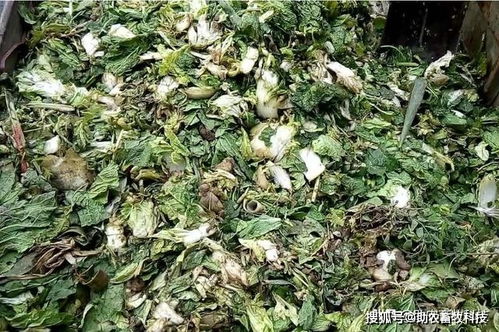 如何将废弃蔬菜菜叶制成发酵饲料软颗粒？