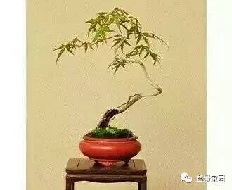 文竹盆景的养护技巧