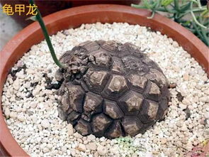 养护有技巧，别急躁