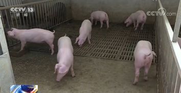 《新型农业养殖穴位图：猪健康养殖指南》