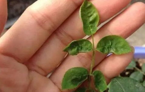 卷曲原因一：土壤干旱