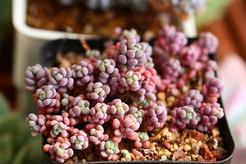 姬星美人为什么会变色？