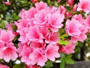 耐寒植物过冬顺序揭秘， 冬季种植指南大公开