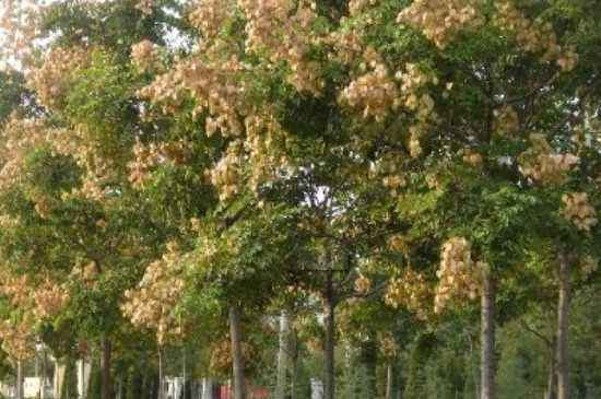 黄山栾树种独特树种，于它南栾还北栾，存在些争议。