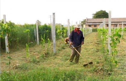六、除草护苗的重要性