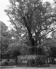 《中华人民共和国古树名木保护法》修订新规