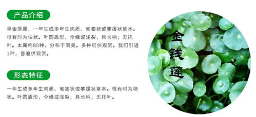 金线莲种植时间：随心所欲