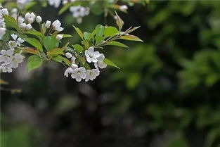 狗牙花盛开的季节是何时？