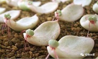多肉叶插多久发芽出根？如何操作才能提高成功率
