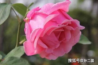 月季养护， 细节决定成败