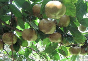 江西老表张哥的惨痛教训：鸡蛋清当生根剂， 后来啊全烂了