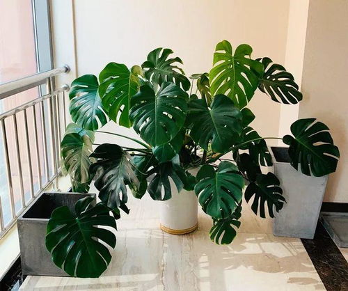 吊兰、 虎皮兰、龟背竹：夏季好养的花卉