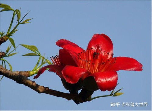 木棉花有什么用？它竟然能……