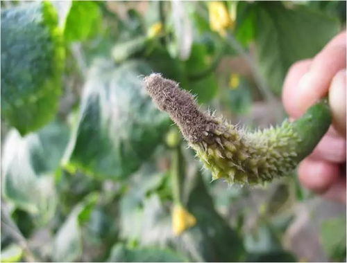 马蹄灰霉病的传播途径