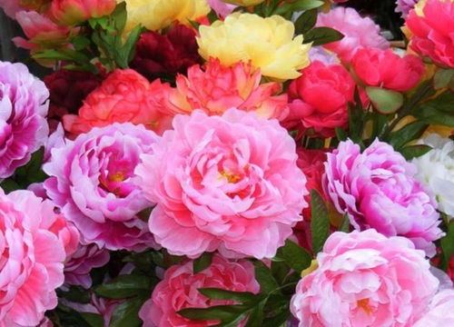 土壤选择，关键一环