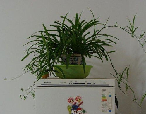 吊兰只长叶，为何不挂藤