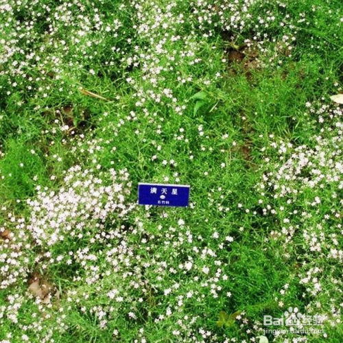 满天星种子怎么种？轻松爆盆的秘密是什么