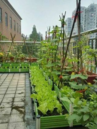 6月露天种菜，这些蔬菜不Neng错过