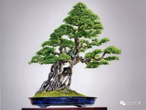 嫁接小型榕树盆景，如何养护才能枝繁叶茂