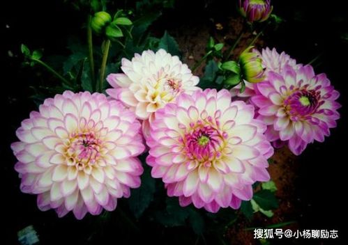 大丽花怎么养？如何让花朵更鲜艳