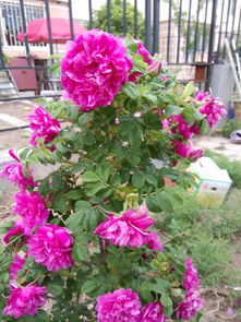 月季、玫瑰与蔷薇，傻傻分不清楚？快来学学如何轻松辨认！