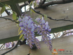 紫藤花开，只此一次