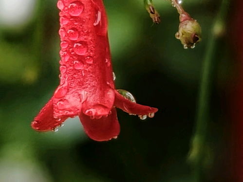 爆竹花怎么种？有毒吗