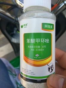 喷洒杀菌剂，保护月季