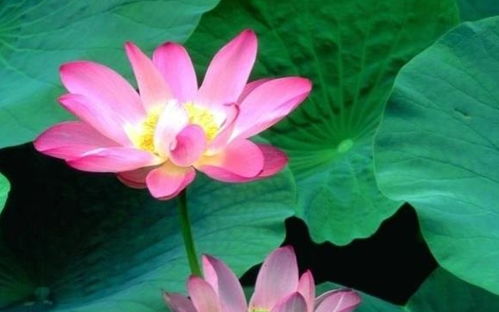 高温下的荷花移植：可行吗？