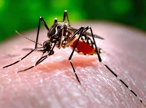 2. 葱蝇来了 双甲脒来驱