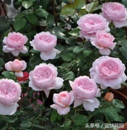 温州的市花市树