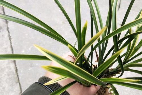 莱报喜种植， 要投入精力也要靠头脑