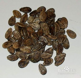 白术对土质条件不高， 催芽醒种好