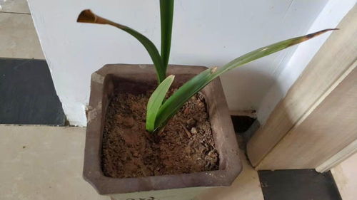 玉露花盆土怎么突然空了？是土壤流失还是根系异常