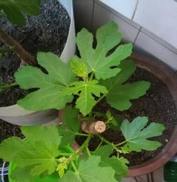 盆栽鸡粪施用指南：轻松提升花卉生长效率！