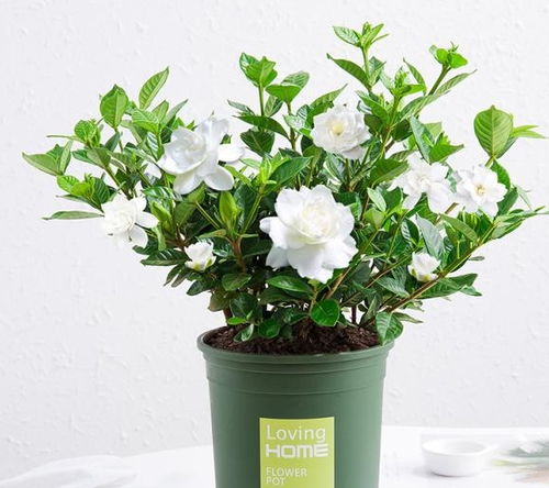 “盆栽郁金香花后处理技巧，一招轻松清洁！”